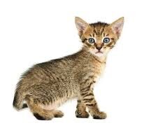 animals name in hindi and english with pictures 