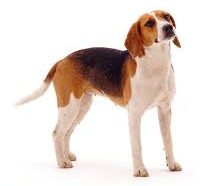 animals name in hindi and english with pictures 